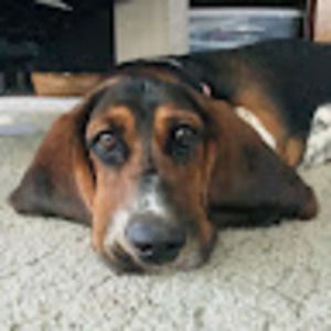 Meet your Posher, Molly